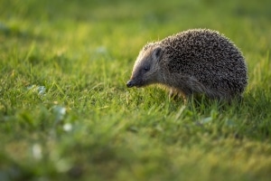 Per Definition liegt grobe Fahrlässigkeit vor, wenn Sie einem Igel ausweichen und so einen Schaden verursachen.