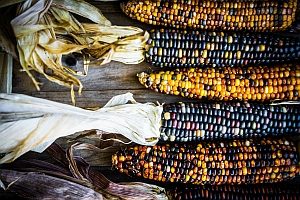 Genmais ist in der globalen Landwirtschaft besonders verbreitet. Der Verbraucher lehnt GVO als Nahrung jedoch meist ab.