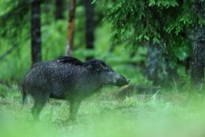 Bei der Jagd oder im Schießsport werden besondere Jagd- und Sportwaffen eingesetzt.