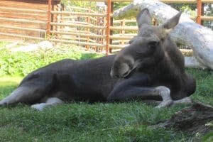 Die Jagdscheinausbildung beinhaltet auch Wissen zu den erlaubten Jagdtieren und den Jagdzeiten.