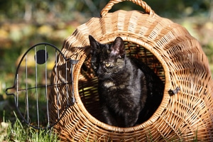 Wurde eine Katze überfahren, kann keine Fahrerflucht nach StGB vorliegen, wenn der Fahrer weiterfährt.