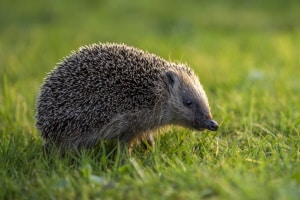 Laub kehren: Belassen Sie den Haufen im Garten, schaffen Sie dadurch einen Unterschlupf für Igel.