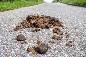 Sind Pferde im Straßenverkehr unterwegs, muss auch der Mist eingesammelt werden.