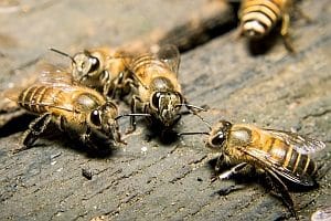 Risiken der Gentechnik: Gentechnisch veränderte Pflanzen könnten auch am Bienensterben beteiligt sein.