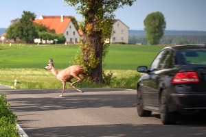 Wer in Schweden bei seiner Rundreise mit dem Auto einen Wildunfall hat, muss diesen meist sofort melden.