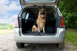 Paragraph 38 StVO enthält Bestimmungen für Tiere im Straßenverkehr.